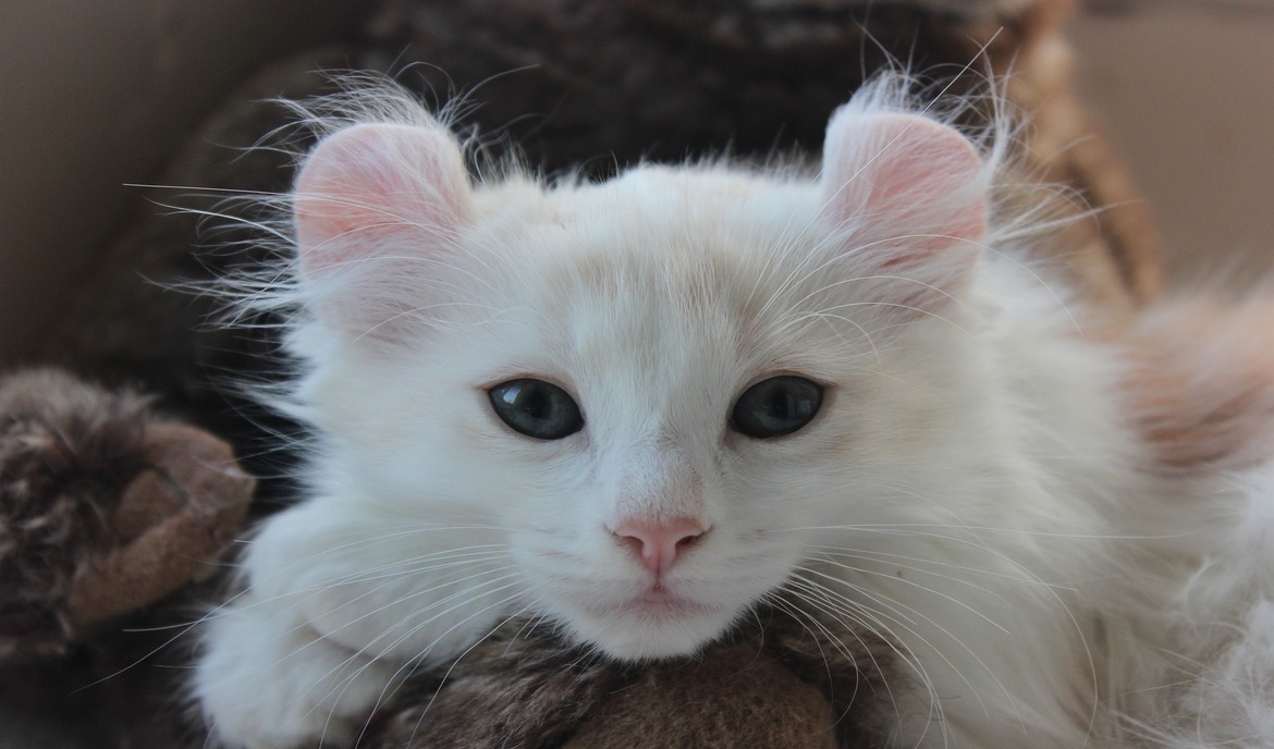 Americký curl: krmivo pro kočky a charakteristika plemene